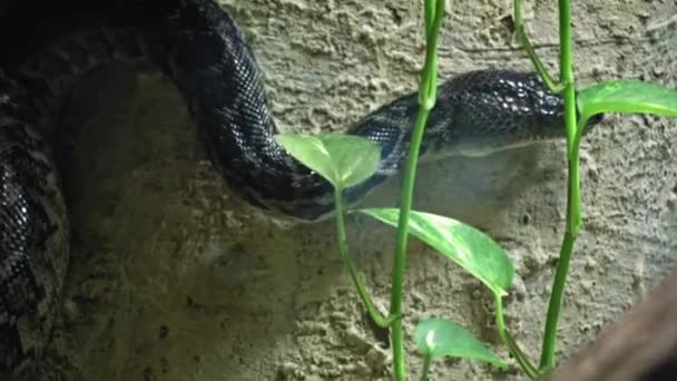 Kubanische Baumboa Auf Nahrungssuche Das Konzept Der Jagd Auf Reptilien — Stockvideo