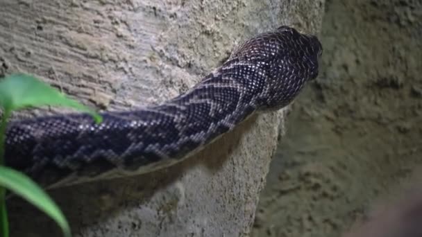 Close Kubanische Boa Kriecht Auf Der Suche Nach Einem Ziel — Stockvideo