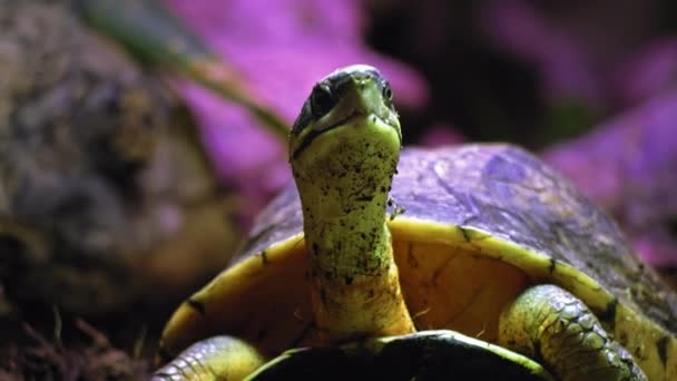 安布因斯凝视着摄像机而不脱下眼睛 描绘一只长着黄绿色鼻孔的乌龟 是爬行动物生活的特写镜头 — 图库视频影像