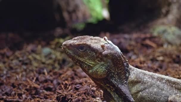 Cuora Amboinensis Looking Camera Taking His Eyes Portrait Turtle Yellow — Stock Video