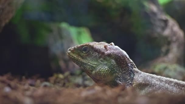 Cuora Amboinensis Looking Camera Taking His Eyes Portrait Turtle Yellow — Stock Video
