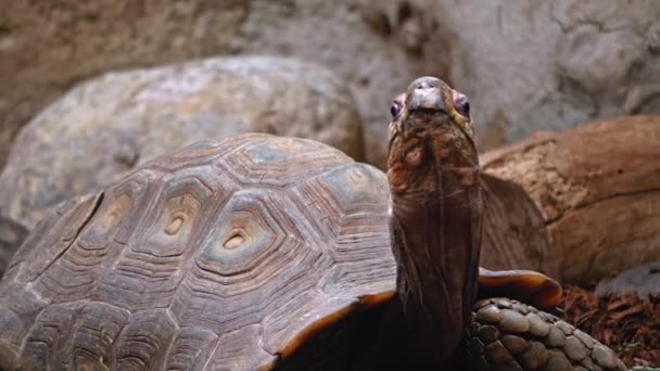 Cuora Amboinensis Looking Camera Taking His Eyes Portrait Turtle Yellow — Video