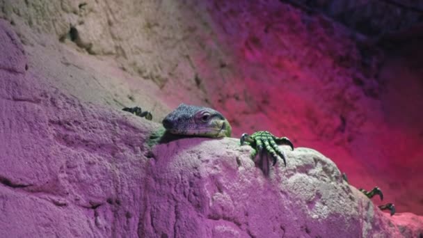 Cuora Amboinensis Дивиться Камеру Знімаючи Очей Портрет Черепахи Жовто Зеленою — стокове відео