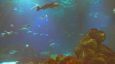 Su altında 4k çekim Deniz ekosistem mercan resifleri büyük bir balık sürüsü mavi arka planda deniz tabanında kum kayaları ve arka planda bir sürü balık