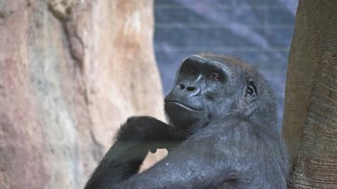 Yalnız bir goril oturur ve sıkılır ve kameraya bakar. Çok üzülür ve bir şey düşünür, primat hayatı kavramı.