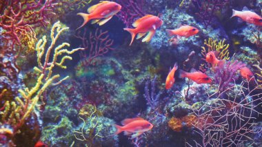 Su altında 4k çekim Deniz ekosistem mercan resifleri büyük bir balık sürüsü mavi arka planda deniz tabanında kum kayaları ve arka planda bir sürü balık