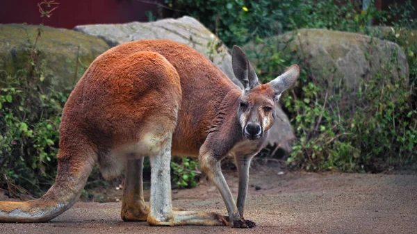 Small Kangaroo Sits Its Hind Legs Doing Its Own Thing — Stock Photo, Image