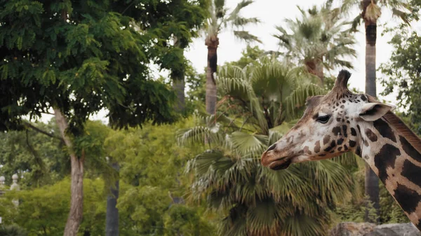 A beautiful young giraffe looks around, the concept of the life of mammals against the background of a giraffe palm, green leaves, trees