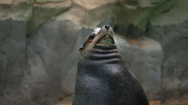 A cute young fur seal sits in the sun and basks, against the background of rocks, the concept of the life of marine animals, relaxation and recreation