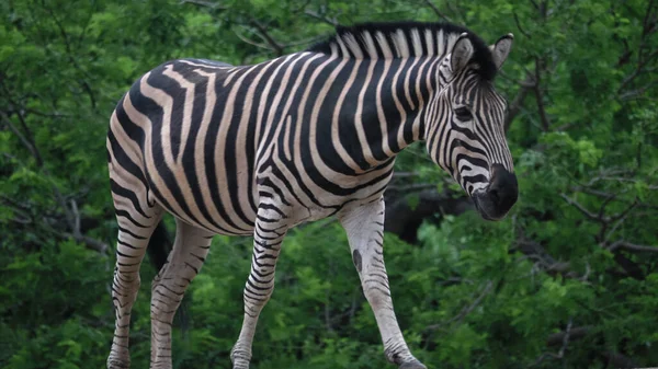 Paski Czarno Białe Zebra Dorosłych Stoi Chodzi Kamiennej Piaszczystej Ziemi — Zdjęcie stockowe