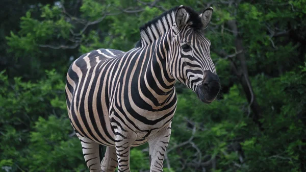 Randig Svart Och Vit Vuxen Zebra Står Och Går Sten — Stockfoto