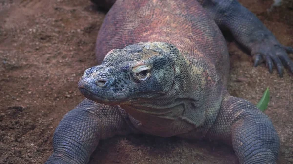 Komodo Draak Zit Kijkt Naar Camera Monitor Hagedis Close Poseren — Stockfoto