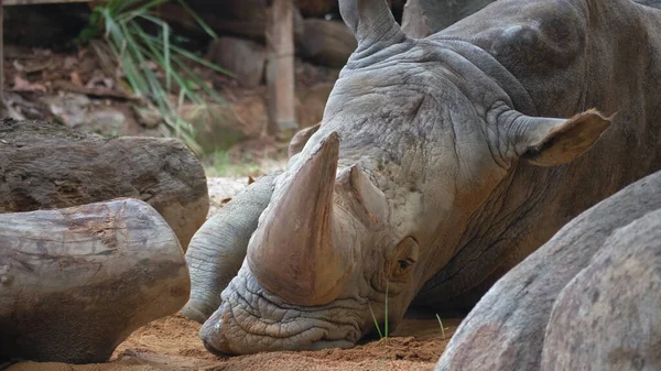 An old sad rhinoceros lies and looks bored looking around, the concept of mammal life