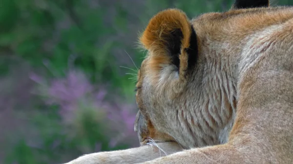 Yalnız, gururlu dişi aslan bir uçurumda uyur, pembe çiçeklerin arka planında, hayvan hakimiyeti kavramı, dinlenme