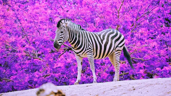 Çizgili siyah beyaz bir zebra, taştan kumlu zeminde durur ve yürür. Zebranın arkasında mor yaprakların arasında.
