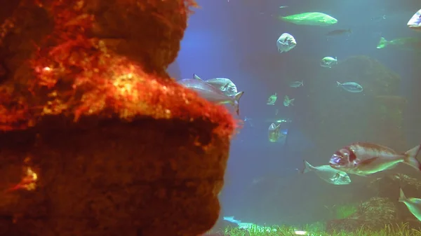 Su altında 4k çekim Deniz ekosistem mercan resifleri büyük bir balık sürüsü mavi arka planda deniz tabanında kum kayaları ve arka planda bir sürü balık