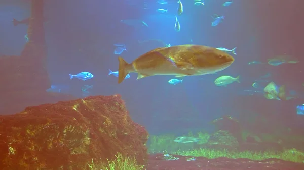 Pod Wodą Shoot Morski Ekosystem Rafy Koralowe Duża Szkoła Ryb — Zdjęcie stockowe