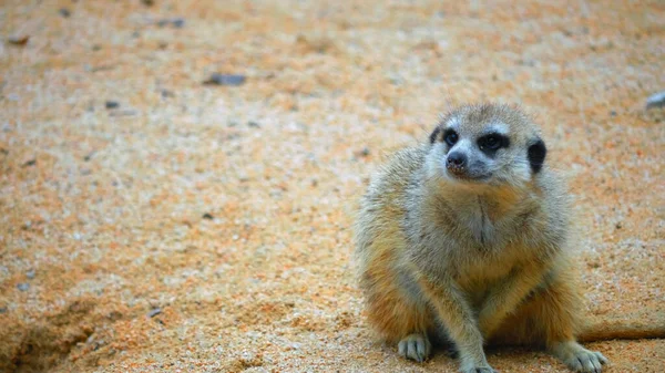 Mirketlerden biri sürünün dışında oturuyor ve sıkılmış görünüyor. Çünkü yakınlarda gruptan hiç akrabası yok.