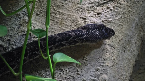 Cuban Boa Crawling Looking Target Feed Itself Concept Hunting Reptiles — Stock Photo, Image