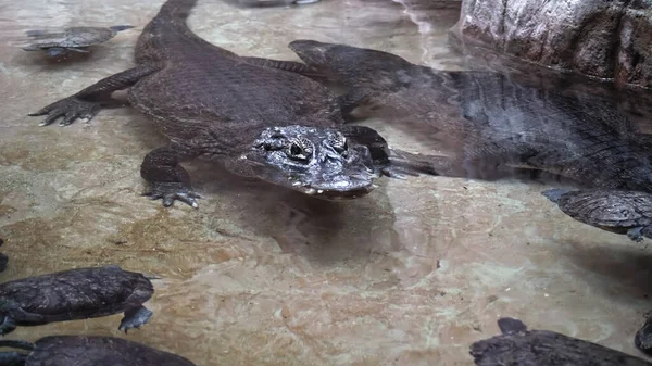 Крокодил Плавает Черепахами Одном Водохранилище Вместе Концепция Общей Экосистемы — стоковое фото