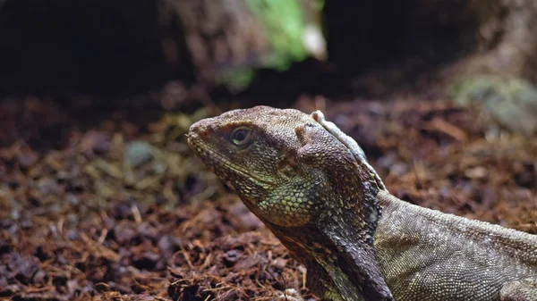 Frilled Necked Lizard Looks Side Turns His Head Close Shot — Stock Photo, Image