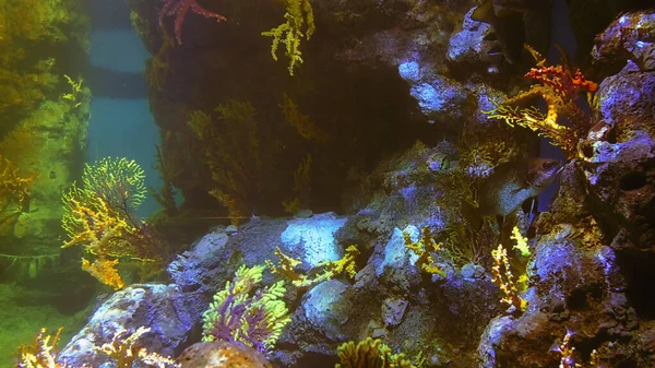Pod Wodą Shoot Morski Ekosystem Rafy Koralowe Duża Szkoła Ryb — Zdjęcie stockowe