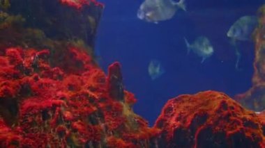 Su altında 4k çekim Deniz ekosistem mercan resifleri büyük bir balık sürüsü mavi arka planda deniz tabanında kum kayaları ve arka planda bir sürü balık