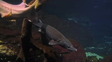Beluga sturgeon swims in front of the camera in full growth, the fish is listed in the Red Book as an endangered species
