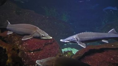 Beluga sturgeon swims in front of the camera in full growth, the fish is listed in the Red Book as an endangered species