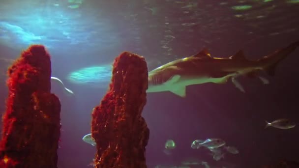 Sob Água Atirar Mar Ecossistema Recifes Corais Grande Escola Peixes — Vídeo de Stock
