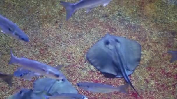 Altında Çekim Deniz Ekosistem Mercan Resifleri Büyük Bir Balık Sürüsü — Stok video