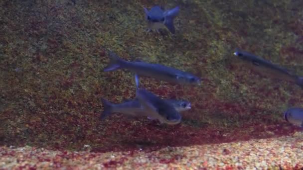 水の下で4K撮影海の生態系サンゴ礁青い背景に魚の大規模な学校砂岩とバックグラウンドで多くの魚と海の床 — ストック動画