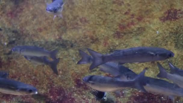 Unter Wasser Schießen Meer Ökosystem Korallenriffe Große Fischschwärme Auf Blauem — Stockvideo