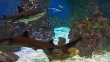 Zebra shark swims with other sharks among beautiful sea reefs, swims and looks around in search of food
