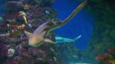 Zebra shark swims with other sharks among beautiful sea reefs, swims and looks around in search of food