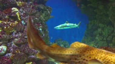 Zebra shark swims with other sharks among beautiful sea reefs, swims and looks around in search of food