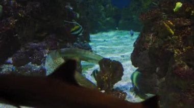 Zebra shark swims with other sharks among beautiful sea reefs, swims and looks around in search of food