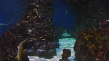 Zebra shark swims with other sharks among beautiful sea reefs, swims and looks around in search of food