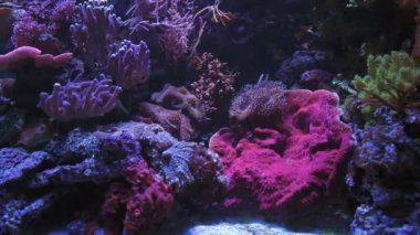 Su altında 4k çekim Deniz ekosistem mercan resifleri büyük bir balık sürüsü mavi arka planda deniz tabanında kum kayaları ve arka planda bir sürü balık