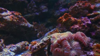 Su altında 4k çekim Deniz ekosistem mercan resifleri büyük bir balık sürüsü mavi arka planda deniz tabanında kum kayaları ve arka planda bir sürü balık