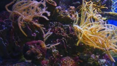 Su altında 4k çekim Deniz ekosistem mercan resifleri büyük bir balık sürüsü mavi arka planda deniz tabanında kum kayaları ve arka planda bir sürü balık