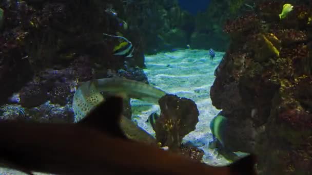 Зебра Акула Плаває Іншими Акулами Серед Красивих Морських Рифів Плаває — стокове відео