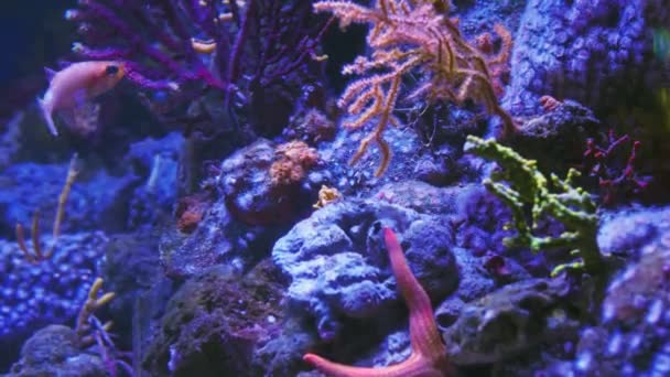 Water Shoot Sea Ecosystem Coral Reefs Large School Fish Blue — Vídeo de stock