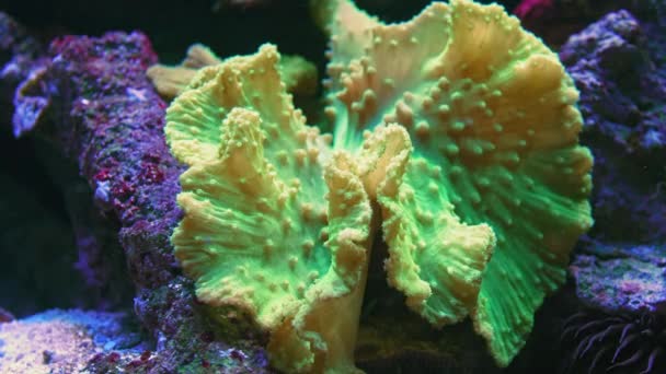 Unter Wasser Schießen Meer Ökosystem Korallenriffe Große Fischschwärme Auf Blauem — Stockvideo