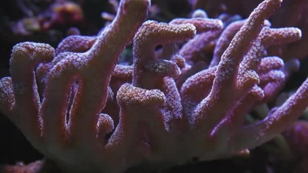 在水下4K拍摄海洋生态系统珊瑚礁蓝色海底的一大群鱼 背景上有沙岩和许多鱼 — 图库视频影像