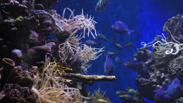 Водой Стрелять Морские Экосистемные Коралловые Рифы Большая Школа Рыб Синем — стоковое видео