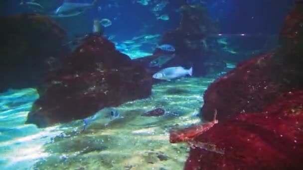 Víz Alatt Tengeri Ökoszisztéma Korallzátonyok Nagy Haliskola Kék Háttér Tengerfenék — Stock videók