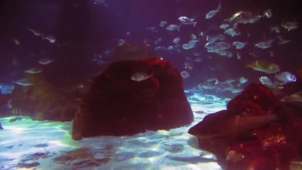 Водой Стрелять Морские Экосистемные Коралловые Рифы Большая Школа Рыб Синем — стоковое видео