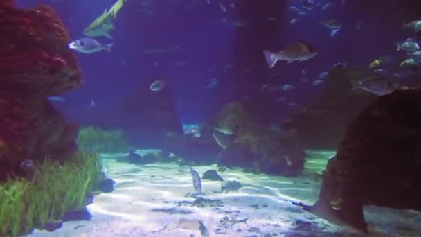 Pod Wodą Shoot Morski Ekosystem Rafy Koralowe Duża Szkoła Ryb — Wideo stockowe