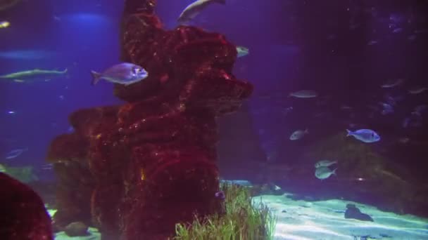 Bajo Agua Brote Ecosistema Marino Arrecifes Coral Gran Escuela Peces — Vídeos de Stock